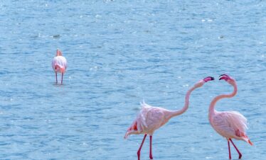 Best Tanzania Safari Companies