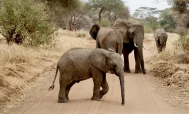 Kilimanjaro Trekking Packages