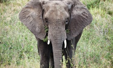 Tour Operator In Tanzania