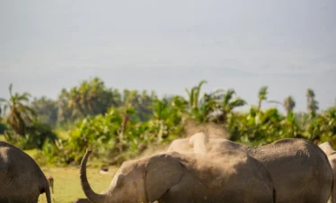 Kilimanjaro Climb And Safari Package