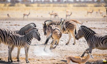Serengeti National Park Tours
