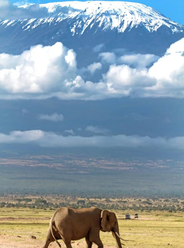 Elephant in background mountain