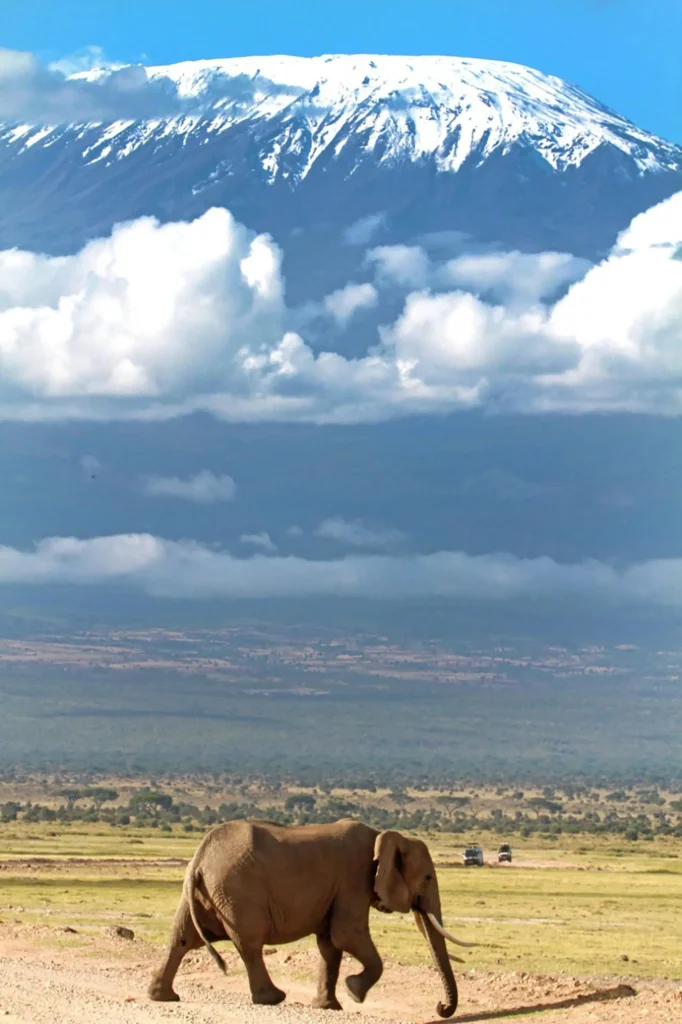 Elephant in background mountain