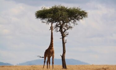 Serengeti Safari Tour Package
