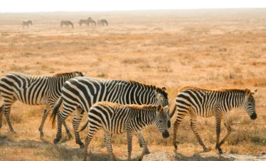 Kilimanjaro And Safari Package