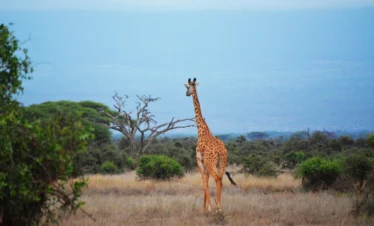 Kilimanjaro Tour Packages