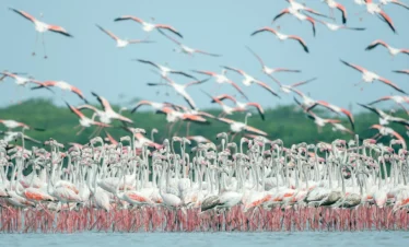 Safari Ngorongoro Conservation Area