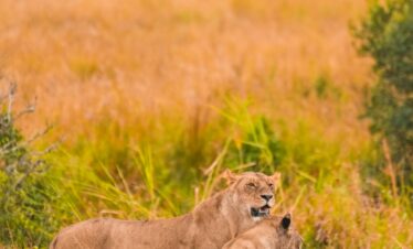 Book Your Wilderness Odyssey – 8 Days Safari Today